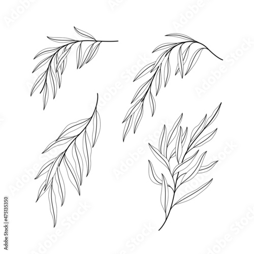 Illustration of willow branch. Set of branches with leaves. Contour vector illustration.