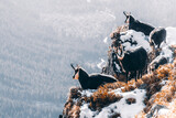 A chamois on a mountain ridge, Tatra Mountains, Poland