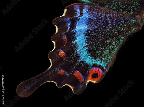 Photography Bright colorful wing of tropical butterfly isolated on black