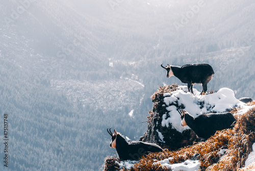 A chamois on a mountain ridge, Tatra Mountains, Poland