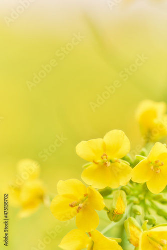 菜の花の花びらのクローズアップ 黄色背景