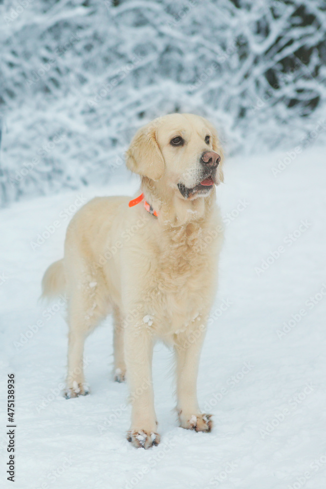 white Labrador dog closeup photo on snowy forest background white Labrador dog closeup photo on snowy forest background