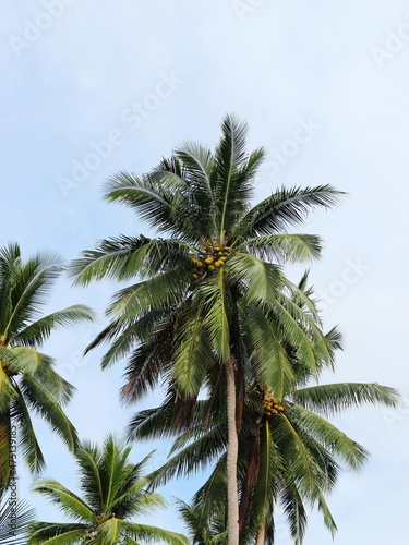 palm tree on sky background