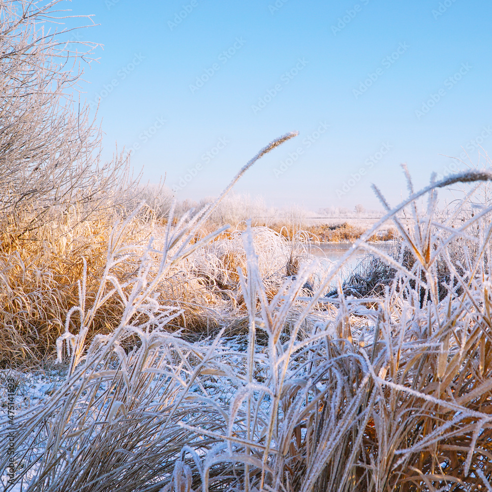 Obraz premium Beautiful dry grass covered with snow in the hoarfrost against a blue sky