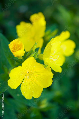 evening primrose flowers and buds