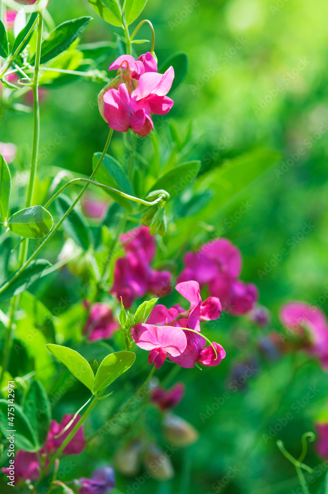 Fototapeta premium wild sweet pea in bloom, Lathyrus tuberosus, macro