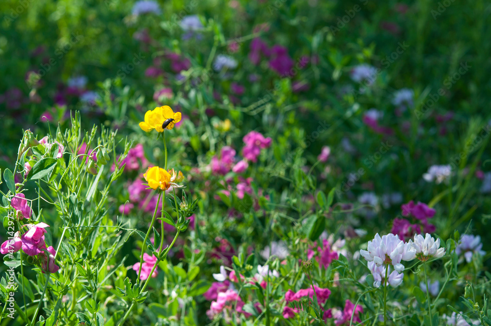 Obraz premium Lathyrus tuberosus, sweet pea blooming in steppe