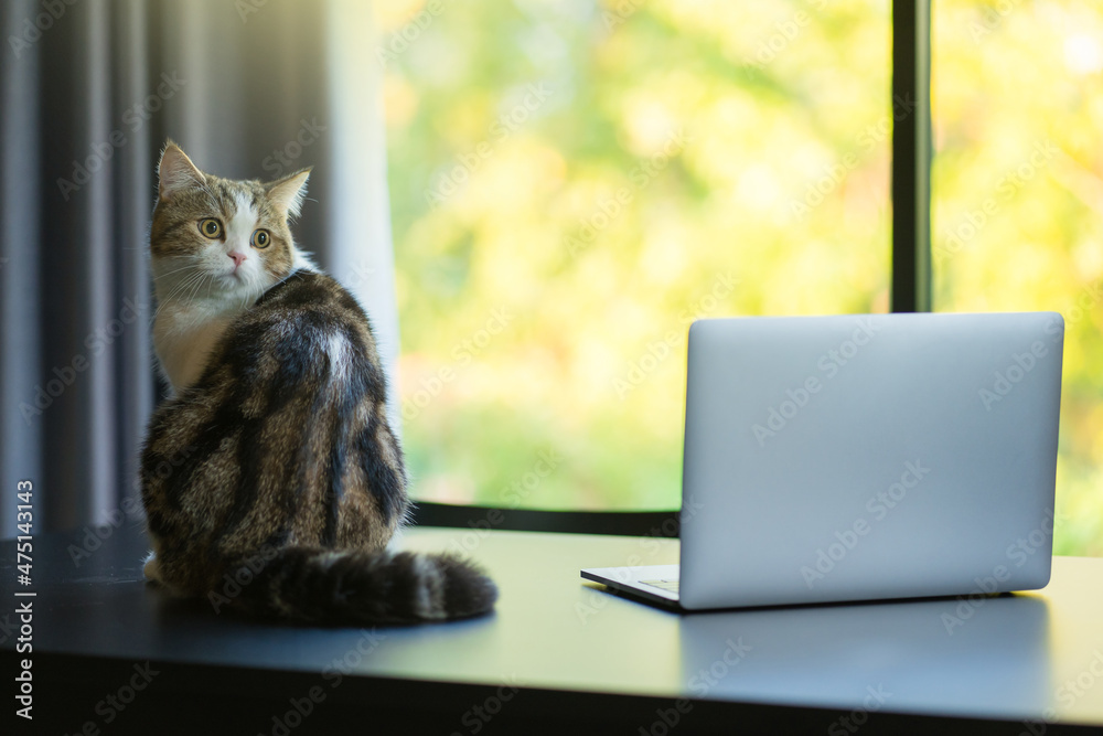 scottish tabby cat and laptop on table in living room scottish tabby cat and laptop on table in living room