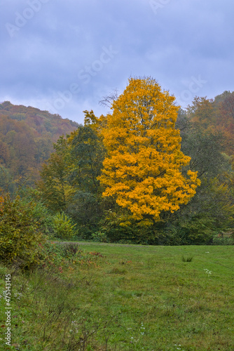 Fototapeta Naklejka Na Ścianę i Meble -  Colorful autumn landscape scene in the Ukrainian Carpathians. A bright yellow freestanding tree against the backdrop of wooded mountains. Public park.