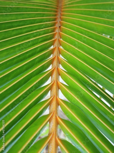 palm leaf background