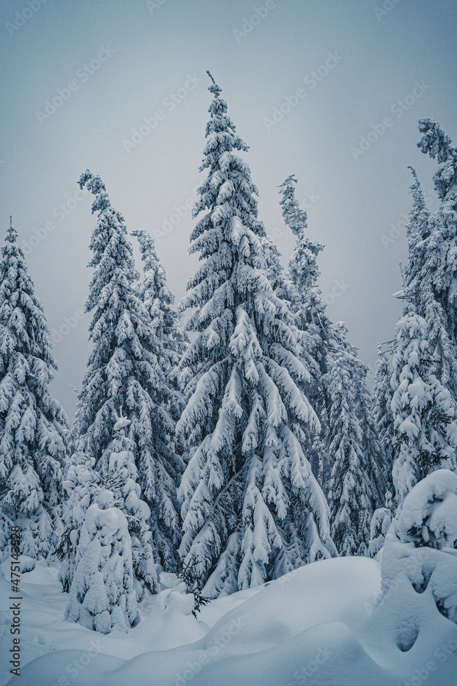 Naklejka premium Winterwald