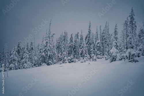 Winter im Harzer Moor