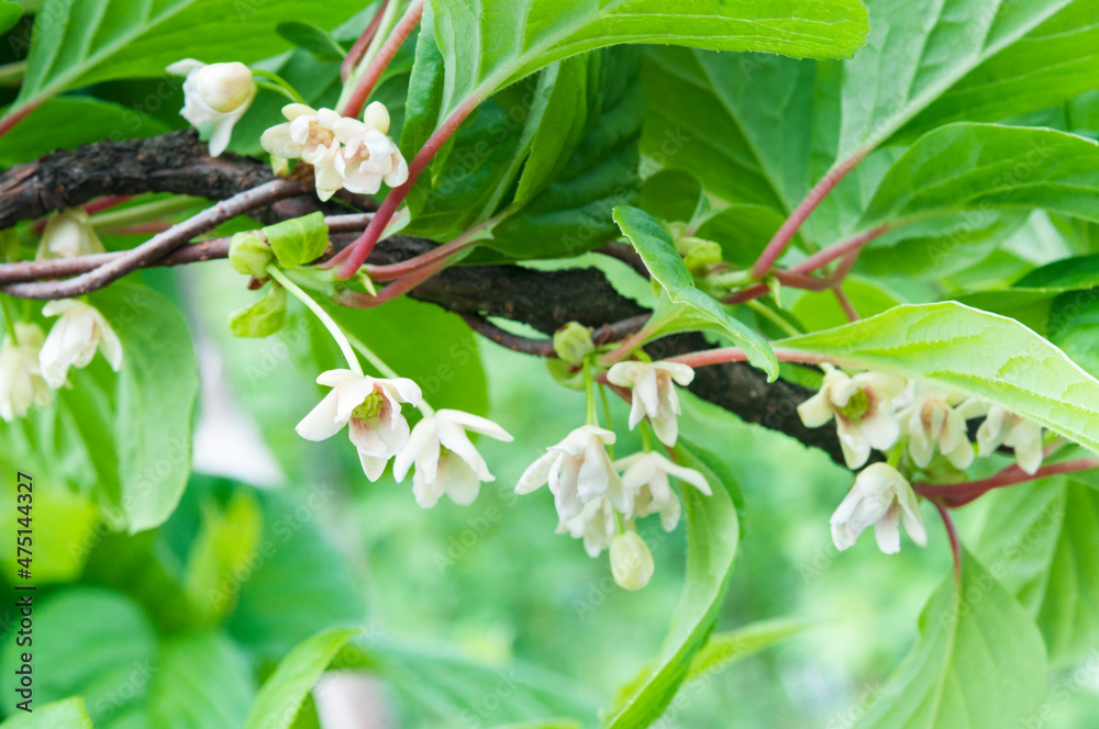 Obraz premium Schisandra chinensis vine in bloom, green blurred background