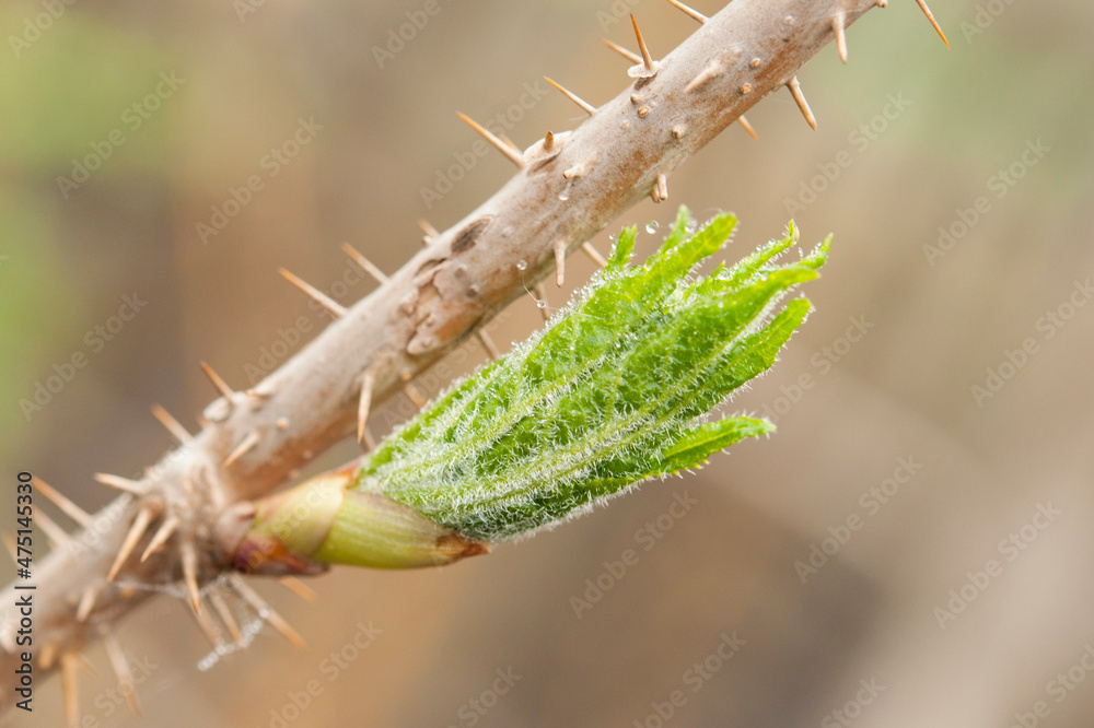 Naklejka premium Eleutherococcus senticosus bud with new leaves