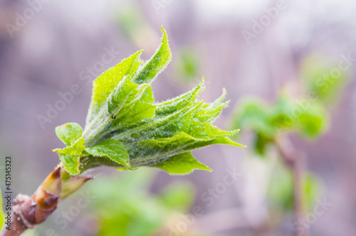 Eleutherococcus senticosus, half open leaves on twig