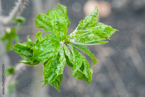 Eleutherococcus senticosus new green leaves