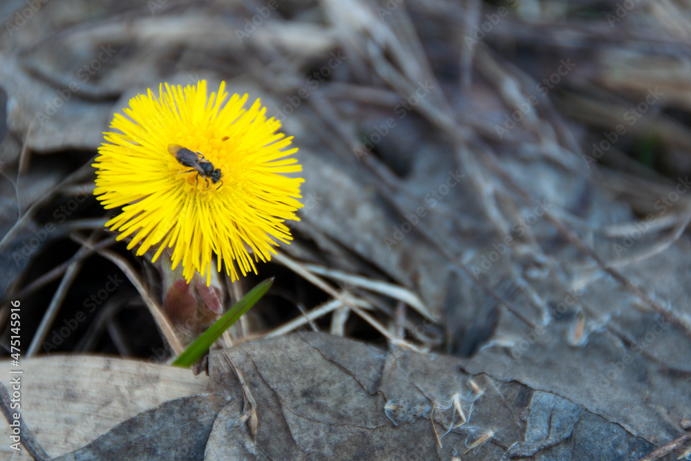 small wild bee on coltsfoot flower small wild bee on coltsfoot flower