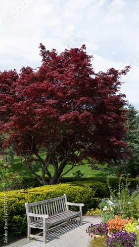 Red tree in garden 
