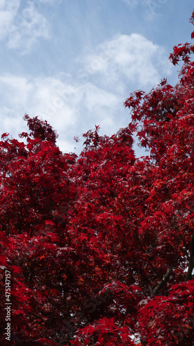 Red trees and flowers against the sky