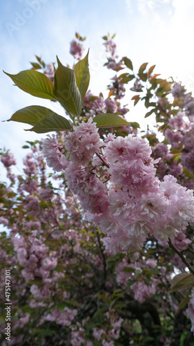 Pink flowers against the sky
