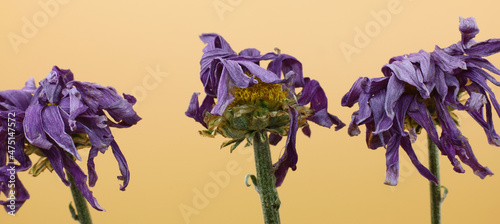 Fototapeta Naklejka Na Ścianę i Meble -  dry purple flower isolated on yellow background