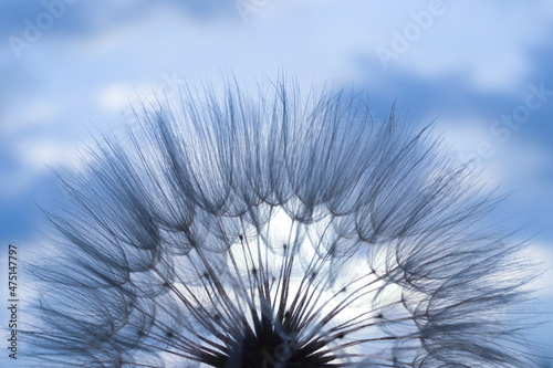 Desktop computer background. Blue dandelion flower background  closeup with soft focus. Fragility. Dandelion flower with seeds ball close up in blue background  horizontal view. Silhouette flower