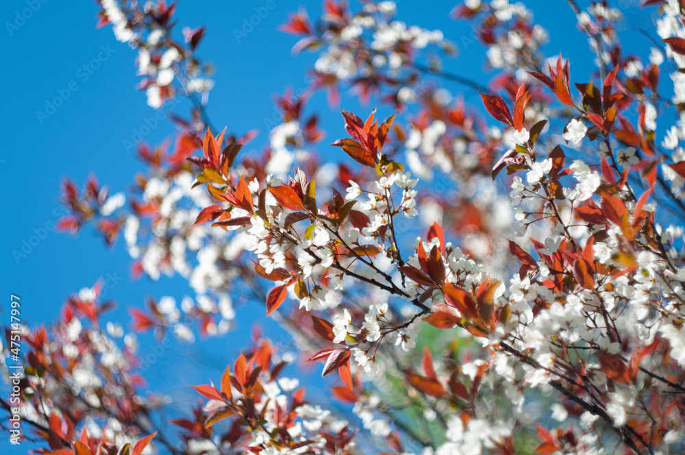 wild cherry blooming at sunny day wild cherry blooming at sunny day