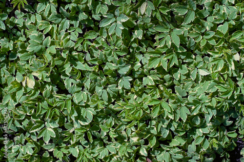goutweed leaves green and white background