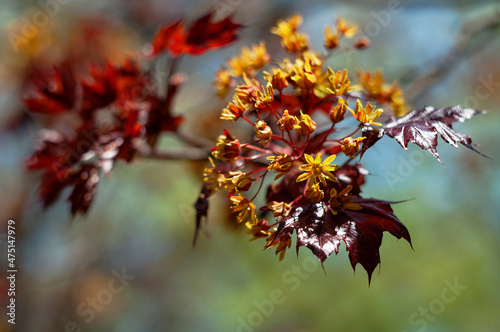 maple flowers at spring background