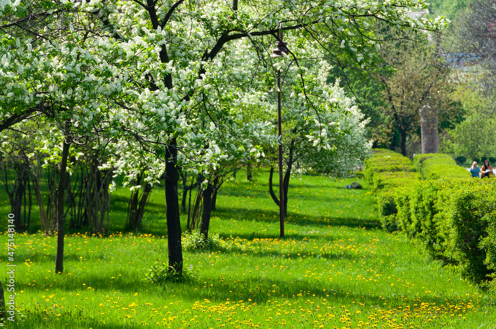 bird cherry trees at park bird cherry trees at park