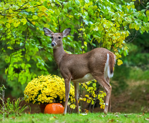 Female white-tailed deer in residential backyard inspecting chrysanthemums and pumpkin