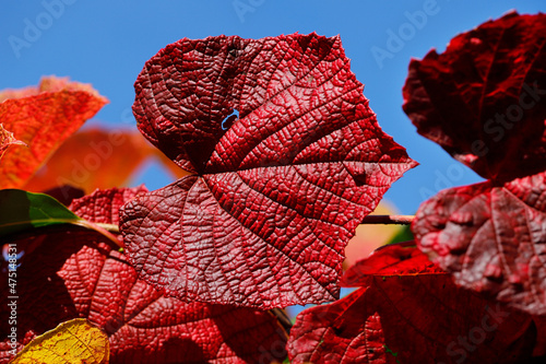 View of vitis coignetiae leaves in october garden