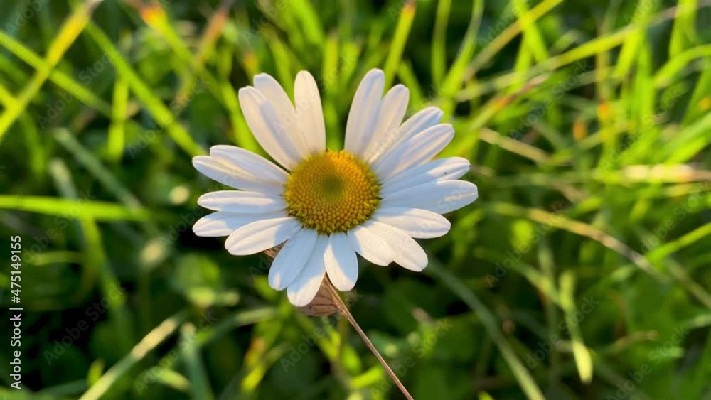 chamomile close-up on a green meadow on a summer evening chamomile close-up on a green meadow on a summer evening