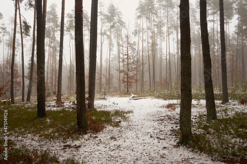 leśna zimowa ścieżka we mgle photo