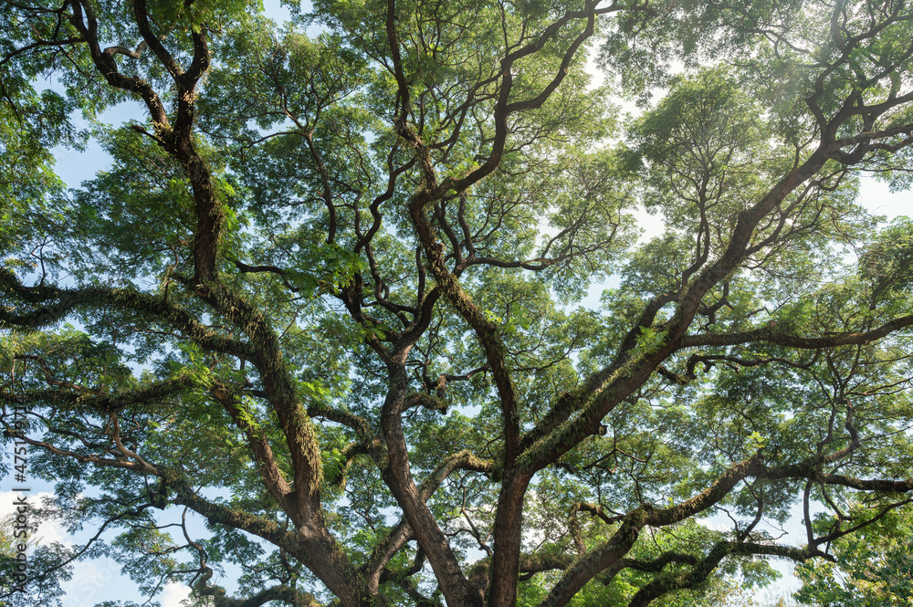 Giant Rain Tree with branches growth in tropical rainforest Giant Rain Tree with branches growth in tropical rainforest