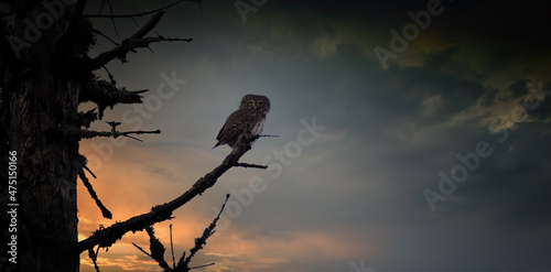 Glaucidium passerinum sitting on a tree branch at sunset or sunrise in a beautiful colorful glow. photo