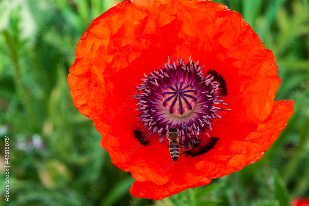 Red poppy flower, close-up. The honey bees pollinate the poppy flower. Red poppy flower, close-up. The honey bees pollinate the poppy flower.