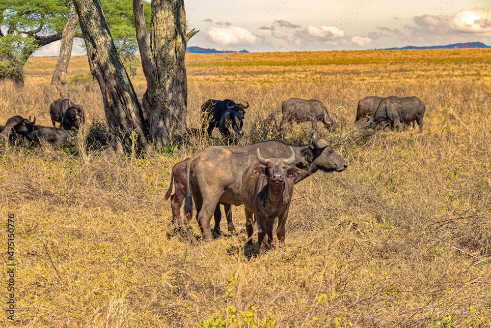 Fototapeta premium Tanzania, Serengeti park - African buffalo.