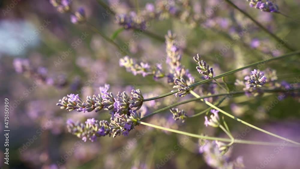 Lavender purple flowers bush and bumblebee detail Lavender purple flowers bush and bumblebee detail