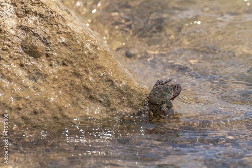 Characteristic specimen of Mediterranean crab on rocks