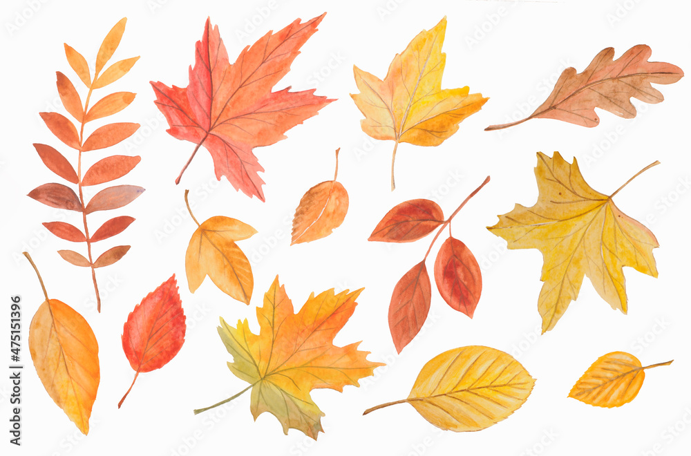 Set of autumn leaves in yellow, orange and red shades on a white background. Watercolor drawing.