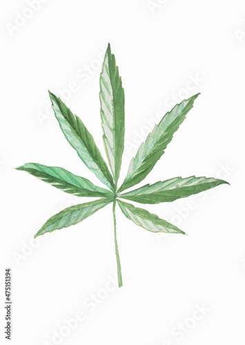 Green cannabis leaf painted with watercolors on a white background.