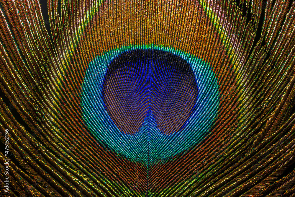 Fototapeta premium Macro peacock feather,Peacock Feather,Beautiful exotic peacock feather on white background with copy space.