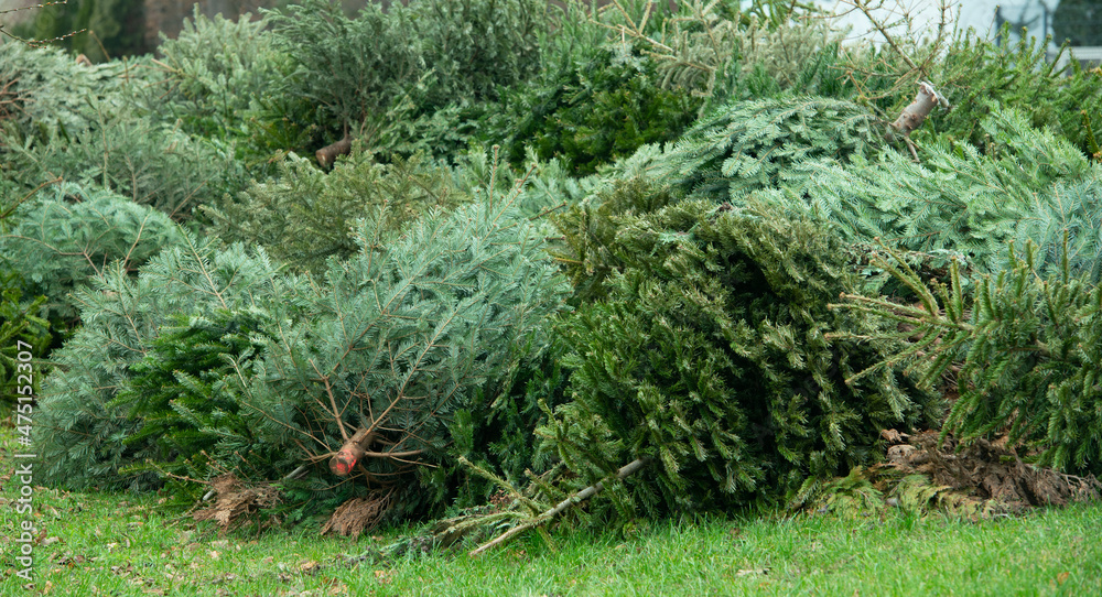 Fototapeta premium Tannenbaumentsorgung nach dem Weihnachtsfest
