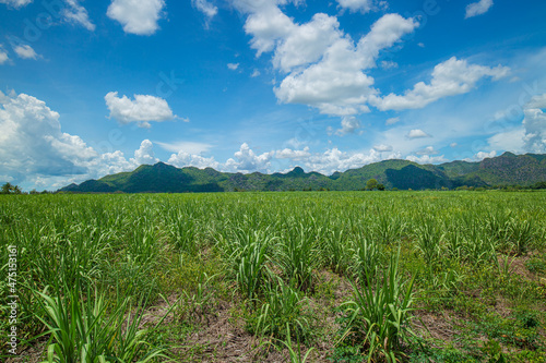 Country side view with sugar cane in the cane fields with mountain background. Nature and agriculture concept. 