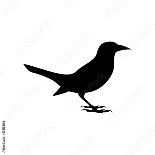 Black silhouette of common grackle isolated on white background photo