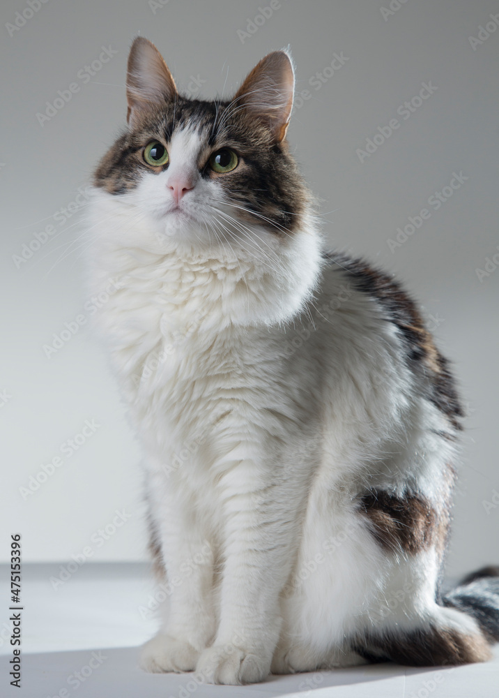 fluffy white cat with green eyes and dark back on a white background