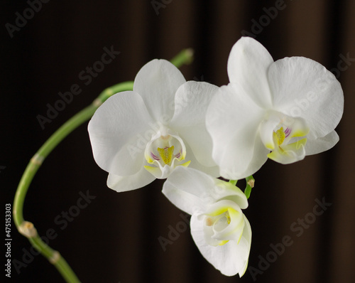white orchids flowers tenderness plant