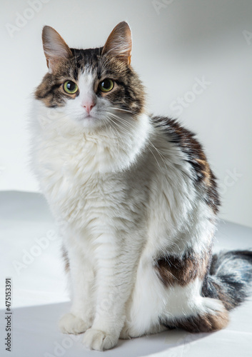 fluffy white cat with green eyes and dark back on a white background