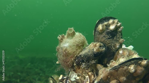 Tunicate Sea grapes (Molgula euprocta) on a rock covered with mussels against a background of green water column. photo